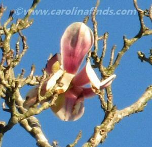 magnolia x soulangiana, saucer-magnolia