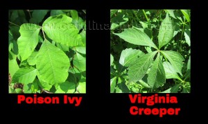 poison creeper virginia ivy oak vs plant am identification
