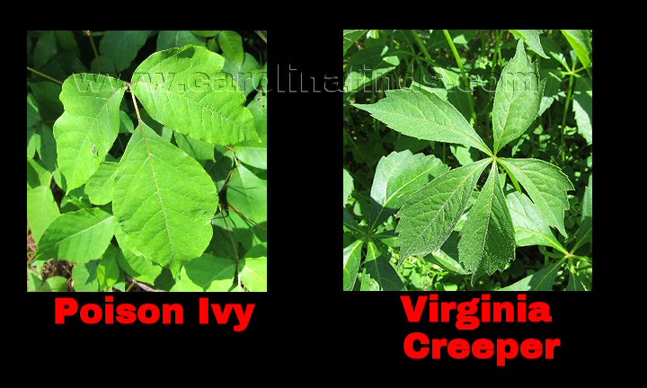 Poison Ivy / Oak and Virginia Creeper – carolinafinds.com